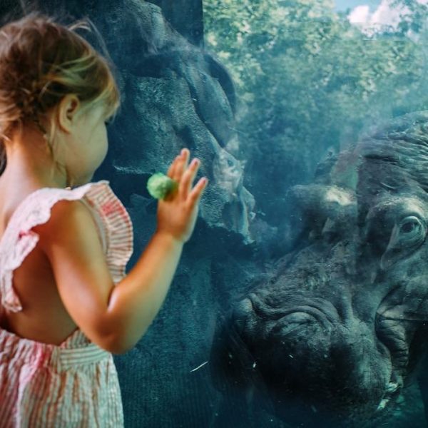 A little girl looking at an animal through the glass