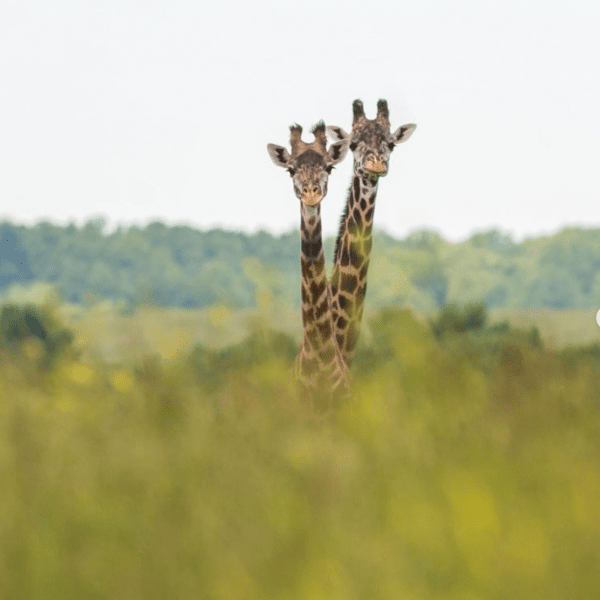 2 giraffes poking theirs heads above the trees